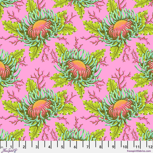 Floral Reef - Friends & Anemones - Coralline